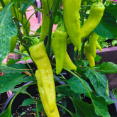 Hectarul - Seminte ardei iute Severus F1, 500 seminte, Hektar